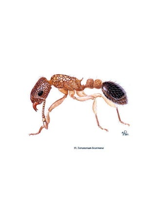 El Mundo de las Hormigas