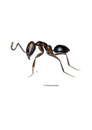 El Mundo de las Hormigas