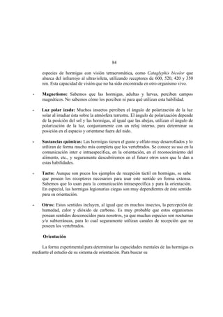 El Mundo de las Hormigas