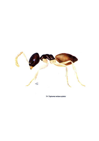 El Mundo de las Hormigas