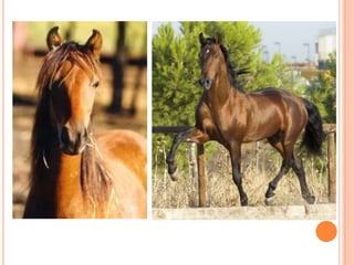 El mundo del caballo