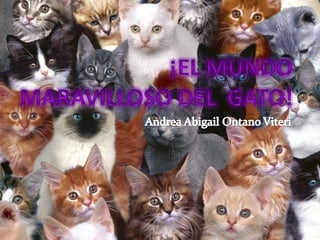 ¡El mundo maravilloso del  gato! Andrea Abigail Ontano Viteri 