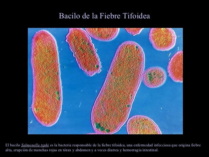 El Mundo MicroscóPico Virus, Archaea, Eubacteria