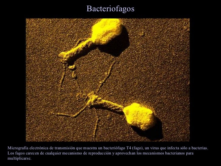El Mundo MicroscóPico Virus, Archaea, Eubacteria