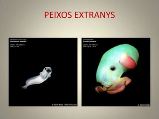 PEIXOS EXTRANYS
 