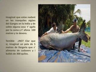 Imaginat que estas nadant
en les tranquiles aigües
del Ganges en la India y de
sobte alguna cosa t’ agafa
per la cama y t’ afona 100
metres y te devora.

Temible ¿NO? Clar que
si, imaginat un peix de 5
metres de llargaria que s’
alimenta de cadavers y i
bufals de 300 quilos.
 