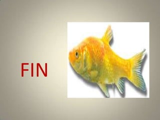 FIN
 