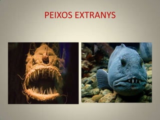 PEIXOS EXTRANYS
 