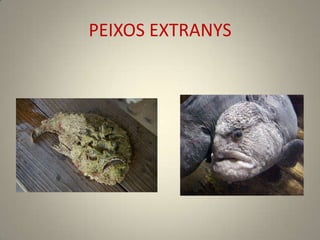 PEIXOS EXTRANYS
 