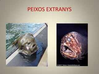 PEIXOS EXTRANYS
 