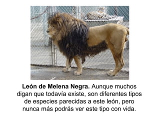 León de Melena Negra. Aunque muchos
digan que todavía existe, son diferentes tipos
   de especies parecidas a este león, pero
  nunca más podrás ver este tipo con vida.
 