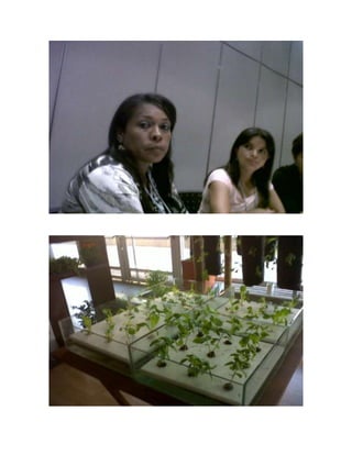 El municipio de chigorodo participa activamente