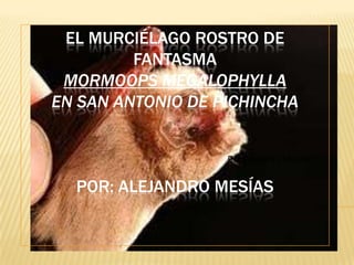 EL MURCIÉLAGO ROSTRO DE
         FANTASMA
 MORMOOPS MEGALOPHYLLA
EN SAN ANTONIO DE PICHINCHA


                   Por Alejandro Mesías


  POR: ALEJANDRO MESÍAS
 
