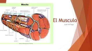 El Musculo
Juan Arriaga
 