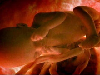 El Nacimiento De Una Nueva Vida