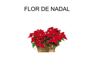 FLOR DE NADAL
 