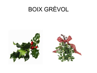 BOIX GRÈVOL
 