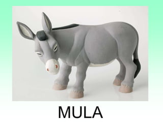 MULA
 
