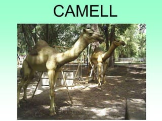 CAMELL
 