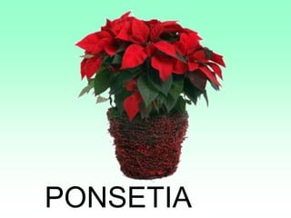 PONSETIA
 