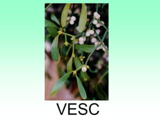 VESC
 