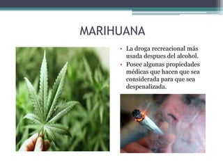 MARIHUANA
• La droga recreacional más
usada despues del alcohol.
• Posee algunas propiedades
médicas que hacen que sea
considerada para que sea
despenalizada.
 