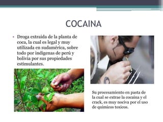 COCAINA
• Droga extraida de la planta de
coca, la cual es legal y muy
utilizada en sudamérica, sobre
todo por indigenas de perú y
bolivia por sus propiedades
estimulantes.
Su procesamiento en pasta de
la cual se extrae la cocaina y el
crack, es muy nociva por el uso
de quimicos toxicos.
 