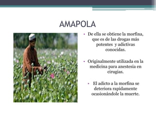 AMAPOLA
• De ella se obtiene la morfina,
que es de las drogas más
potentes y adictivas
conocidas.
• Originalmente utilizada en la
medicina para anestesia en
cirugias.
• El adicto a la morfina se
deteriora rapidamente
ocasionándole la muerte.
 