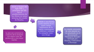 Inicia a finales del 
siglo XIX y 
principios del XX 
con el 
establecimiento de 
los chinos en zonas 
mineras del estado 
de Sinaloa. 
Debido a una fuerte 
crisis minera en el 
norte varios 
habitantes de la 
región comenzaron 
a cultivar y utilizar 
la amapola como 
una droga. 
La rápida extensión 
de este plantío se 
vio plasmado en el 
denominado 
“Triángulo Dorado” 
formado por 
Sinaloa, Chihuahua 
y Durango. 
Su plan era comenzar la 
cosecha de la amapola 
con menor costo de 
producción y una mayor 
rapidez. 
 