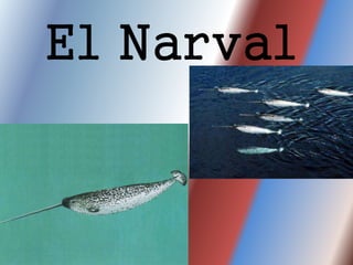 El Narval
 