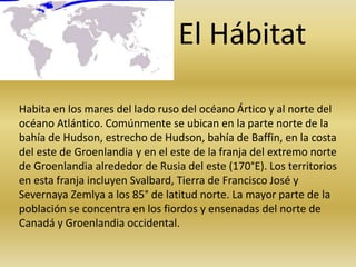El Hábitat
Habita en los mares del lado ruso del océano Ártico y al norte del
océano Atlántico. Comúnmente se ubican en la parte norte de la
bahía de Hudson, estrecho de Hudson, bahía de Baffin, en la costa
del este de Groenlandia y en el este de la franja del extremo norte
de Groenlandia alrededor de Rusia del este (170°E). Los territorios
en esta franja incluyen Svalbard, Tierra de Francisco José y
Severnaya Zemlya a los 85° de latitud norte. La mayor parte de la
población se concentra en los fiordos y ensenadas del norte de
Canadá y Groenlandia occidental.
 