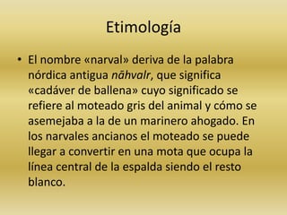 Etimología
• El nombre «narval» deriva de la palabra
nórdica antigua nāhvalr, que significa
«cadáver de ballena» cuyo significado se
refiere al moteado gris del animal y cómo se
asemejaba a la de un marinero ahogado. En
los narvales ancianos el moteado se puede
llegar a convertir en una mota que ocupa la
línea central de la espalda siendo el resto
blanco.
 
