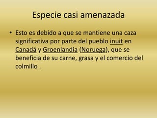 Especie casi amenazada
• Esto es debido a que se mantiene una caza
significativa por parte del pueblo inuit en
Canadá y Groenlandia (Noruega), que se
beneficia de su carne, grasa y el comercio del
colmillo .
 