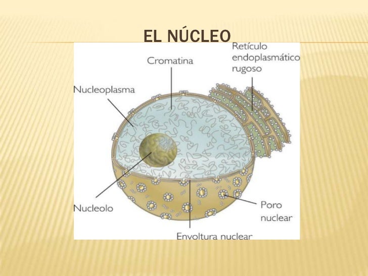 Pics Photos Imagen Tomada Funciones Nucleo Ecro | pics photos imagen tomada funciones nucleo ecro funciones de la membrana celular youtube el Pics Photos Imagen Tomada Funciones Nucleo Ecro | pics photos imagen tomada funciones nucleo ecro funciones de la membrana celular youtube el
