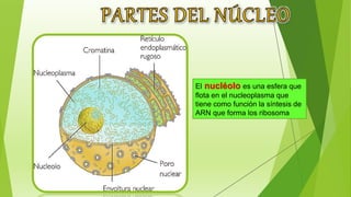 El nucléolo es una esfera que
flota en el nucleoplasma que
tiene como función la síntesis de
ARN que forma los ribosoma
 