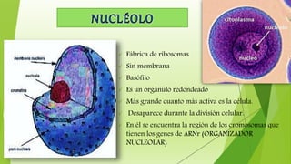  Fábrica de ribosomas
 Sin membrana
 Basófilo
 Es un orgánulo redondeado
 Más grande cuanto más activa es la célula.
 Desaparece durante la división celular.
 En él se encuentra la región de los cromosomas que
tienen los genes de ARNr (ORGANIZADOR
NUCLEOLAR)
 