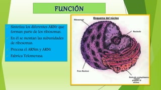  Sintetiza los diferentes ARNr que
forman parte de los ribosomas.
 En él se montan las subunidades
de ribosomas.
 Procesa el ARNm y ARNt
 Fabrica Telomerasa.
 