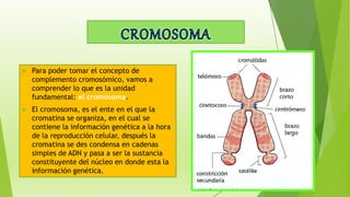  Para poder tomar el concepto de
complemento cromosómico, vamos a
comprender lo que es la unidad
fundamental: el cromosoma.
 El cromosoma, es el ente en el que la
cromatina se organiza, en el cual se
contiene la información genética a la hora
de la reproducción celular, después la
cromatina se des condensa en cadenas
simples de ADN y pasa a ser la sustancia
constituyente del núcleo en donde esta la
información genética.
 