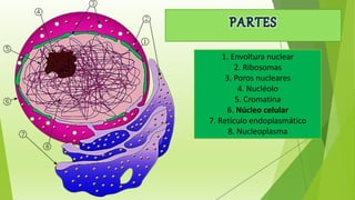 1. Envoltura nuclear
2. Ribosomas
3. Poros nucleares
4. Nucléolo
5. Cromatina
6. Núcleo celular
7. Retículo endoplasmático
8. Nucleoplasma
 