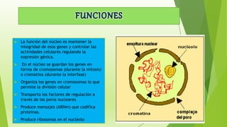  La función del núcleo es mantener la
integridad de esos genes y controlar las
actividades celulares regulando la
expresión génica.
 En el núcleo se guardan los genes en
forma de cromosomas (durante la mitosis)
o cromatina (durante la interfase)
 Organiza los genes en cromosomas lo que
permite la división celular
 Transporta los factores de regulación a
través de los poros nucleares
 Produce mensajes (ARNm) que codifica
proteínas.
 Produce ribosomas en el nucléolo
 