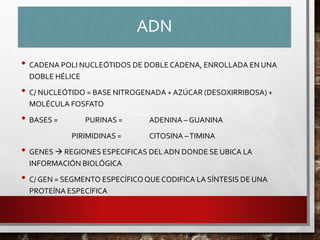 ADN
• CADENA POLI NUCLEÓTIDOS DE DOBLECADENA, ENROLLADA EN UNA
DOBLE HÉLICE
• C/ NUCLEÓTIDO = BASE NITROGENADA + AZÚCAR (DESOXIRRIBOSA) +
MOLÉCULA FOSFATO
• BASES = PURINAS = ADENINA – GUANINA
PIRIMIDINAS = CITOSINA –TIMINA
• GENES  REGIONES ESPECIFICAS DELADN DONDE SE UBICA LA
INFORMACIÓN BIOLÓGICA
• C/ GEN = SEGMENTO ESPECÍFICOQUE CODIFICA LA SÍNTESIS DE UNA
PROTEÍNA ESPECÍFICA
 
