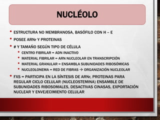NUCLÉOLO
• ESTRUCTURA NO MEMBRANOSA, BASÓFILO CON H – E
• POSEE ARNr Y PROTEINAS
• # Y TAMAÑO SEGÚN TIPO DE CÉLULA
• CENTRO FIBRILAR = ADN INACTIVO
• MATERIAL FIBRILAR = ARN NUCLEOLAR EN TRANSCRIPCIÓN
• MATERIAL GRANULAR = ENSAMBLA SUBUNIDADES RIBOSÓMICAS
• NUCLEOLONEMA = RED DE FIBRAS  ORGANIZACIÓN NUCLEOLAR
• FXS = PARTICIPA EN LA SÍNTESIS DE ARNr, PROTEINAS PARA
REGULAR CICLO CELULAR (NUCLEOSTEMINA) ENSAMBLE DE
SUBUNIDADES RIBOSOMALES, DESACTIVAS CINASAS, EXPORTACIÓN
NUCLEAR Y ENVEJECIMIENTO CELULAR
 