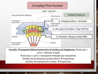 Complejo Poro Nuclear
100 – 125 nm
Anillos Proteicos
A. Citoplasmático = Entrada
A. de rayos luminales = Fijar GCProt
A. Nuclear= Regula salida ARN
Función:Transporte bidireccional entre el núcleo y el citoplasma. Partículas <
11nm = difusión simple
Partículas > 11nm = transporte mediado por receptores
Señales de localización nuclear (NLS)  Importinas
Señales de exportación nuclear  Exportinas
 