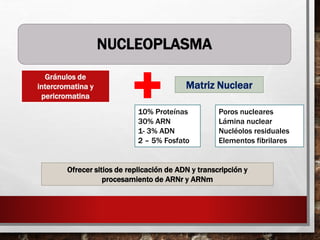 NUCLEOPLASMA
Gránulos de
intercromatina y
pericromatina
Matriz Nuclear
10% Proteínas
30% ARN
1- 3% ADN
2 – 5% Fosfato
Poros nucleares
Lámina nuclear
Nucléolos residuales
Elementos fibrilares
Ofrecer sitios de replicación de ADN y transcripción y
procesamiento de ARNr y ARNm
 