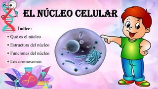 El núcleo celular
Índice :
Qué es el núcleo
Estructura del núcleo
Funciones del núcleo
Los cromosomas
 