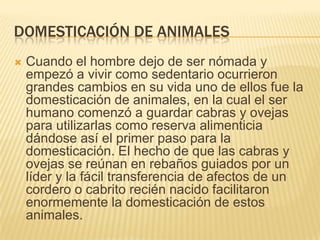 DOMESTICACIÓN DE ANIMALES
 Cuando el hombre dejo de ser nómada y
empezó a vivir como sedentario ocurrieron
grandes cambios en su vida uno de ellos fue la
domesticación de animales, en la cual el ser
humano comenzó a guardar cabras y ovejas
para utilizarlas como reserva alimenticia
dándose así el primer paso para la
domesticación. El hecho de que las cabras y
ovejas se reúnan en rebaños guiados por un
líder y la fácil transferencia de afectos de un
cordero o cabrito recién nacido facilitaron
enormemente la domesticación de estos
animales.
 