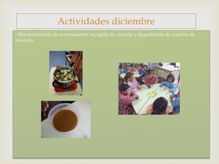 
- Mantenimiento de invernaderos; recogida de cosecha y degustación de cosecha de
invierno.
Actividades diciembre
 