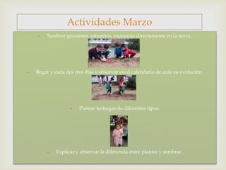 
- Sembrar guisantes, rabanitos, espinacas directamente en la tierra.
- Regar y cada dos tres días y observar en el calendario de aula su evolución.
- Plantar lechugas de diferentes tipos.
- Explicar y observar la diferencia entre plantar y sembrar.
Actividades Marzo
 