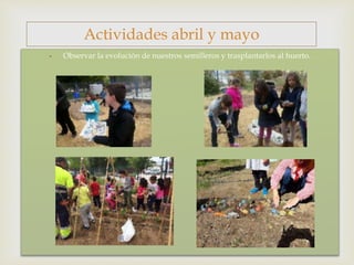 
- Observar la evolución de nuestros semilleros y trasplantarlos al huerto.
Actividades abril y mayo
 