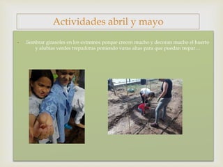 - Sembrar girasoles en los extremos porque crecen mucho y decoran mucho el huerto
y alubias verdes trepadoras poniendo varas altas para que puedan trepar…
Actividades abril y mayo
 